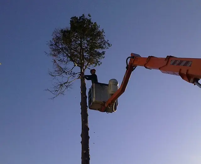 Baumpfleger bei der Arbeit. | Foto: Stadt Karlsruhe