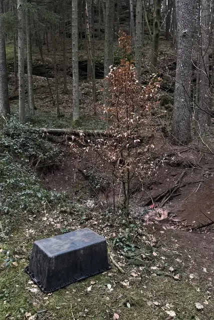 In einem Waldgebiet bei Fischbach im Pfälzer Wald des Naturschutzgebiets Königsbruch entdeckte ein Spaziergänger mehrere Wildschweinleichen. Der Fundort liegt in einem Naturschutzgebiet. Die Jagdbehörde hat den Sachverhalt geprüft. | Foto: PETA