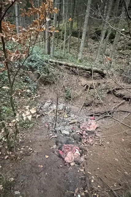Blick auf den angeblichen Fundort im Naturschutzgebiet Königsbruch zwischen Fischbach und Rumbach. Nach Angaben von PETA lagen dort mehrere Wildschweinleichen, teils offenbar schon seit längerer Zeit. | Foto: PETA