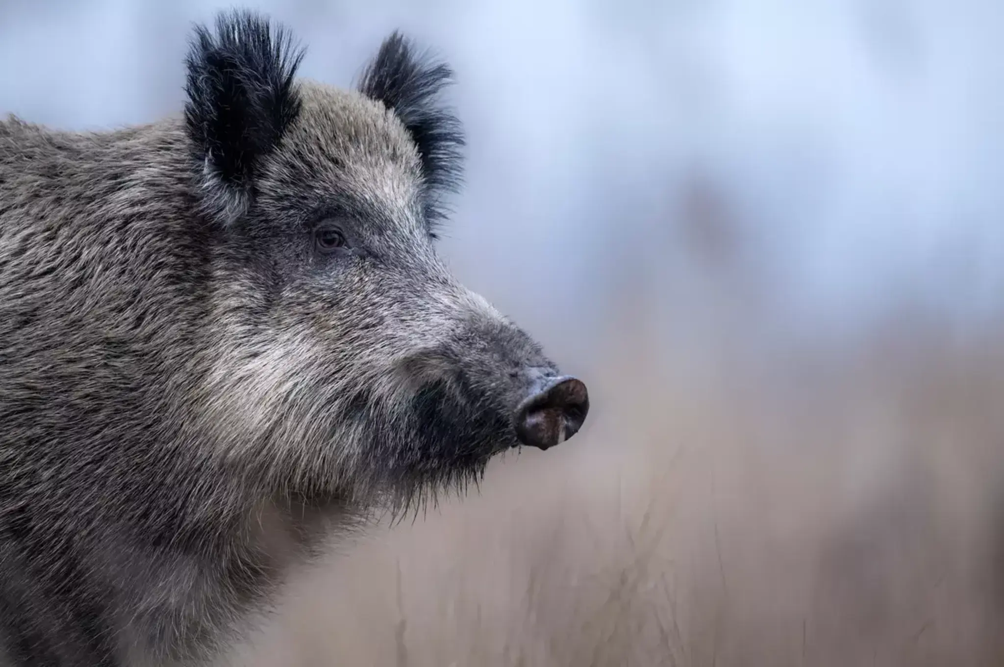 Wildschwein-Fund-bei-Fischbach-Kreisverwaltung-widerspricht-PETA-Darstellung