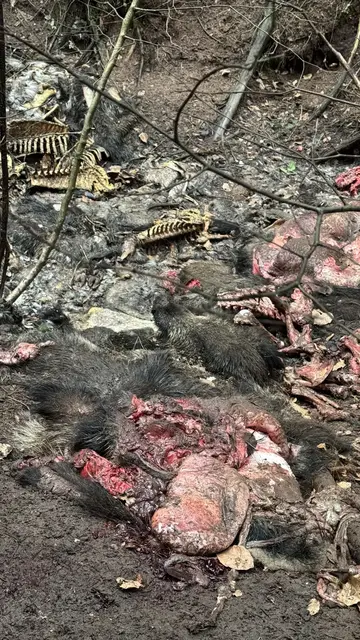 Mehrere Wildschweinleichen lagen laut PETA in einer Senke im Wald. Einige der Tierkörper wirkten laut den Fotos bereits stark verwest. Die Herkunft und die Art der Entsorgung sind nach wie vor unklar. | Foto: PETA