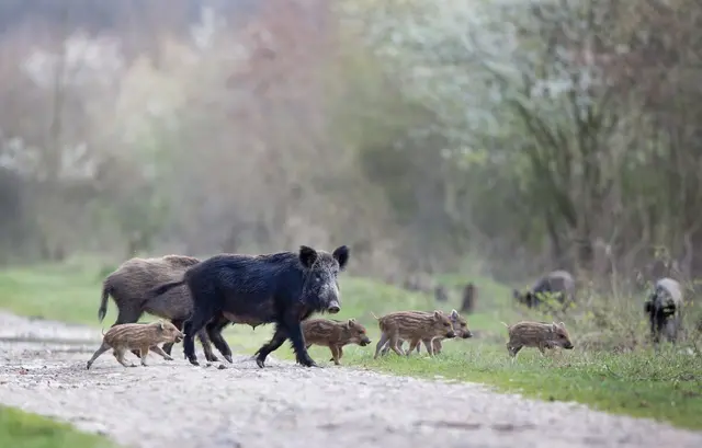 Wildschweine mit Nachwuchs im Pfälzerwald (Symbolbild). Im Landkreis Südwestpfalz ist die Schonzeit für Schwarzwild aufgehoben. | Foto: Foto: Budimir Jevtic/stock.adobe.com