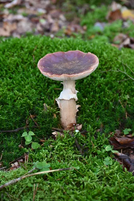 Pilz im Moos | Foto: Andrea Abt