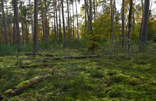 Moosteppich im Bienwald | Foto: Andrea Abt