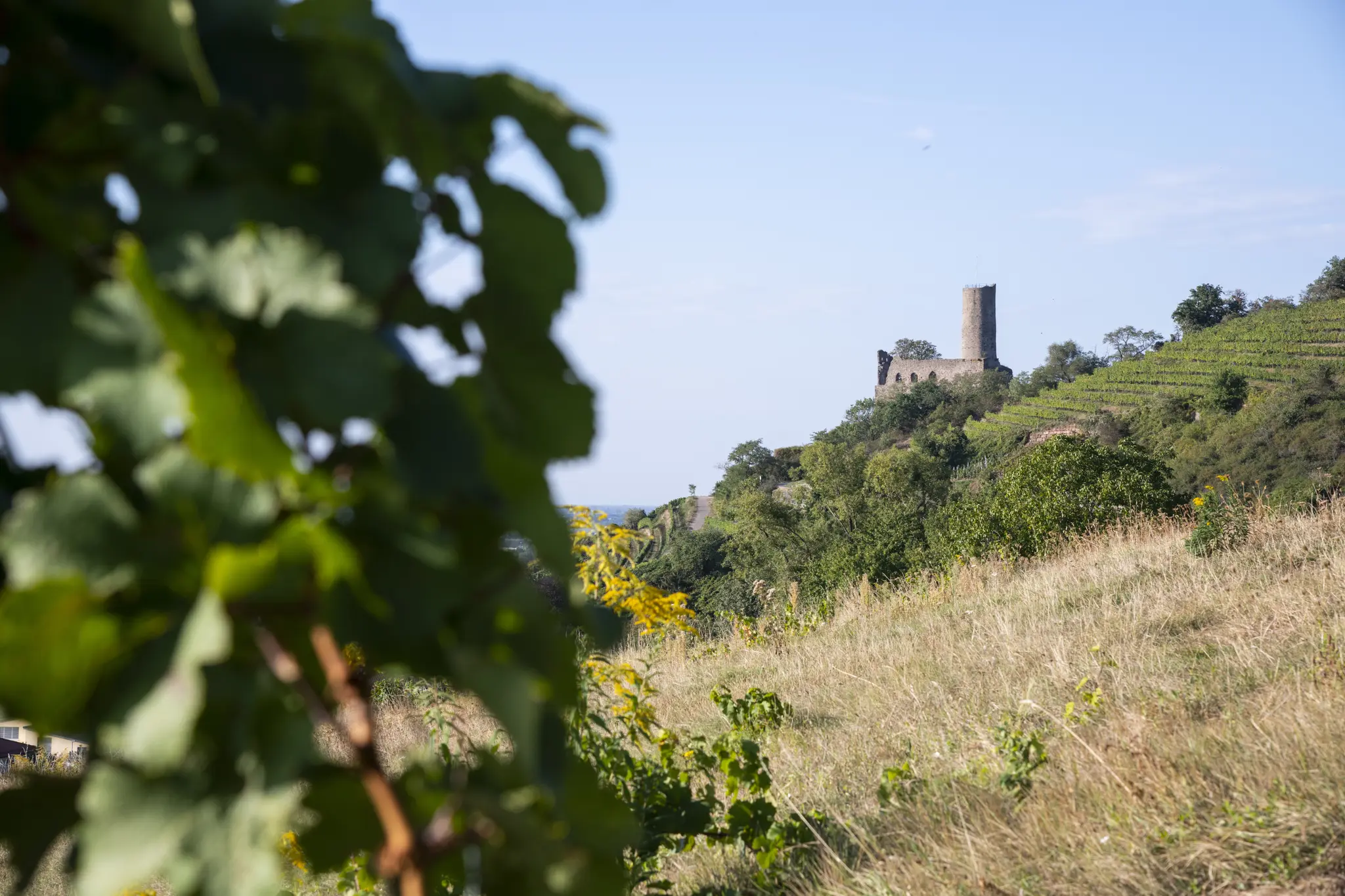 Ein-Wintertag-voller-Genuss-Rotweinwanderung-durch-Schriesheims-Weinberge