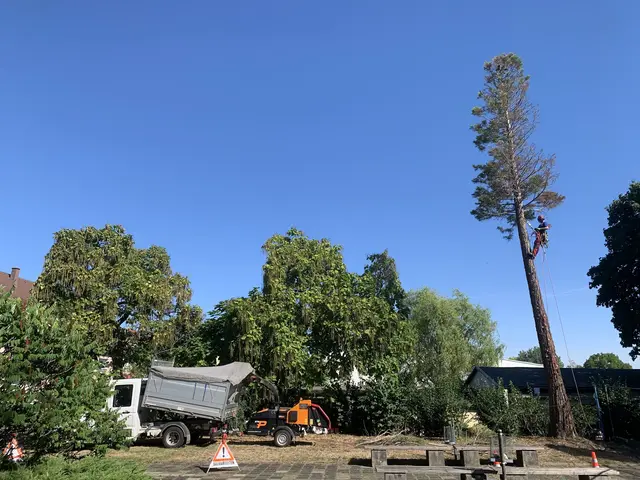 Hoch hinauf geht es bei der Fällung per Seil- und Klettertechnik | Foto: Borke Baumservice