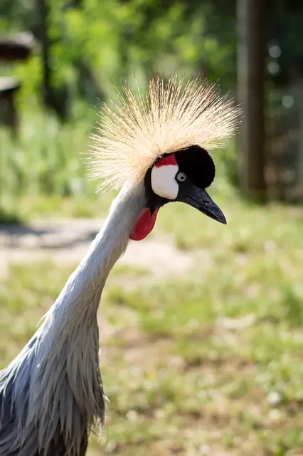 Noch im Winterquartier, bald in neuer Voliere: Kronenkranich im Vogelpark Viernheim
 | Foto: Vogelpark Viernheim