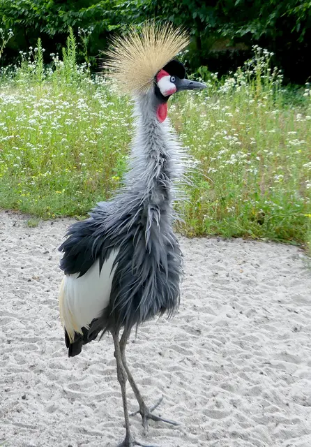 Noch im Winterquartier, bald in neuer Voliere: Kronenkranich im Vogelpark Viernheim
 | Foto: Vogelpark Viernheim