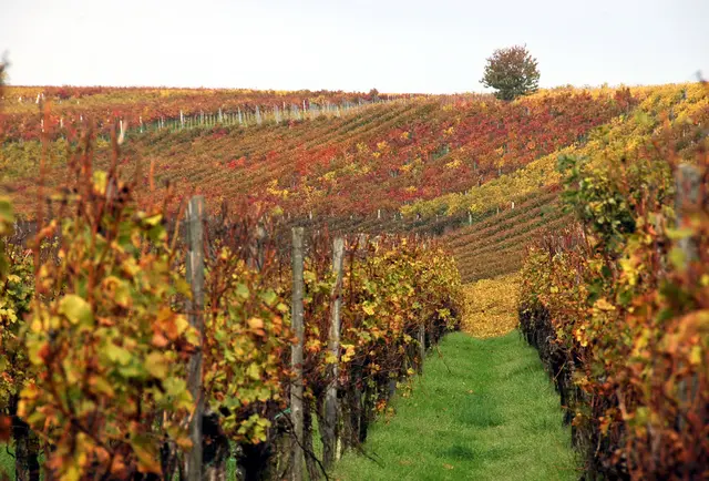 Weinreben in der Südpfalz im Herbst | Foto: Andrea Abt