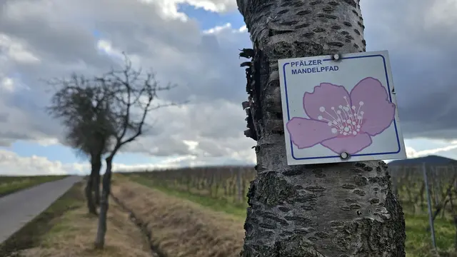 Der Pfälzer Mandelpfad führt auf rund 100 Kilometern durch die Landschaft entlang der Deutschen Weinstraße. | Foto: Eva Bender