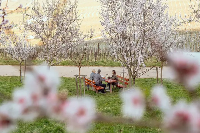 Ein gemütliches Picknick umgeben von Mandelbäumen in voller Blüte. | Foto: CC-BY Pfalz Touristik, Lena Geib