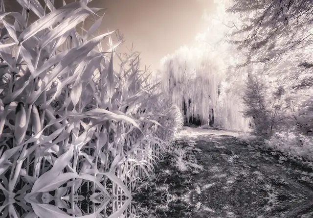 Maisfeld am Altrhein in Leopoldshafen | Foto: Diana Tischler