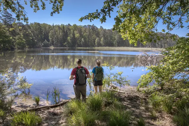 Der Pfälzerwald bietet ein einzigartiges Naturerlebnis. Der Klimawandel bringt Veränderungen mit sich | Foto: Biosphärenreservat Pfälzerwald-Nordvogesen/Yvon Meyer