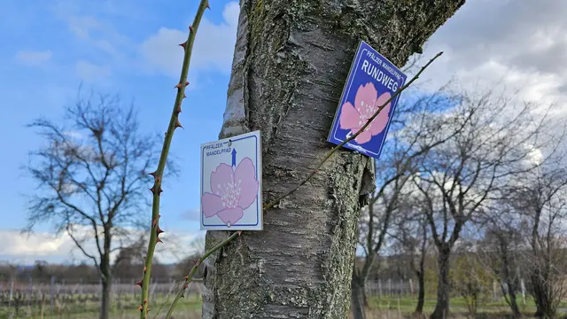 Die gut erreichbaren Mandelrundwege ergänzen den Pfälzer Mandelpfad entlang der Deutschen Weinstraße. | Foto: Eva Bender