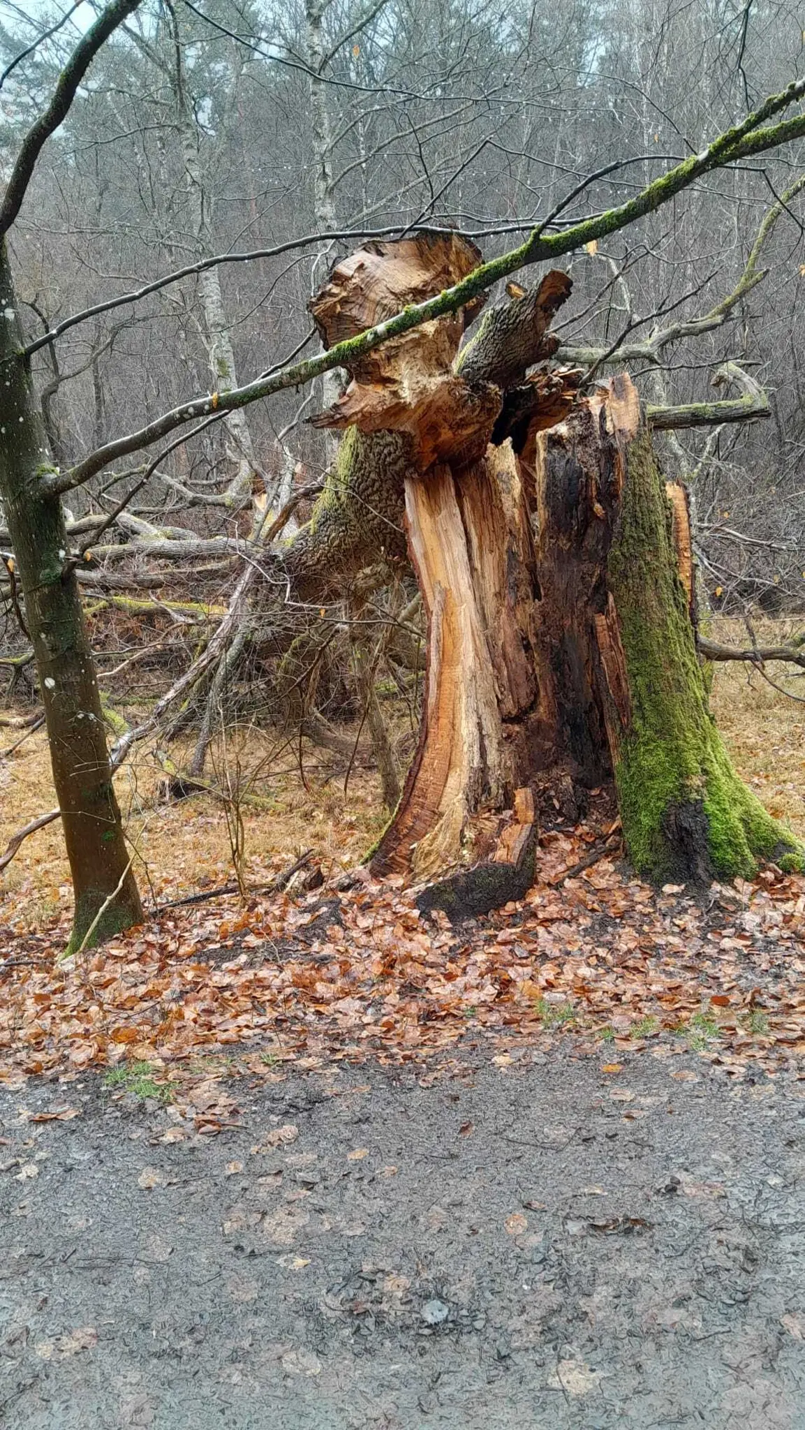 Seniorenabteilung-PWV-trotzt-dem-Regenwetter
