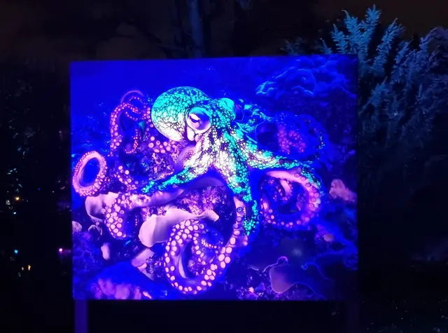 Auch ein Oktopus war zu sehen - nicht in der Unterwasserwelt, dafür illuminiert. | Foto: BAS