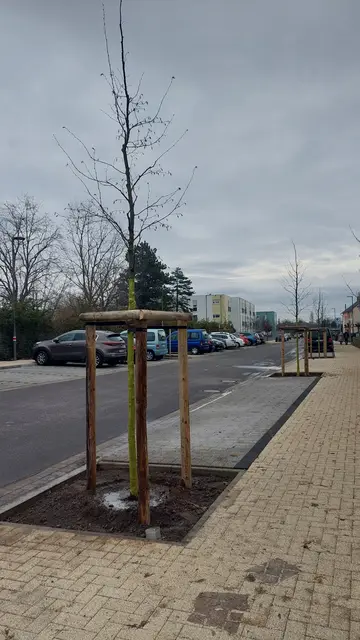 Neue Bäume für eine lebenswerte Innenstadt | Foto: Stadt Neustadt
