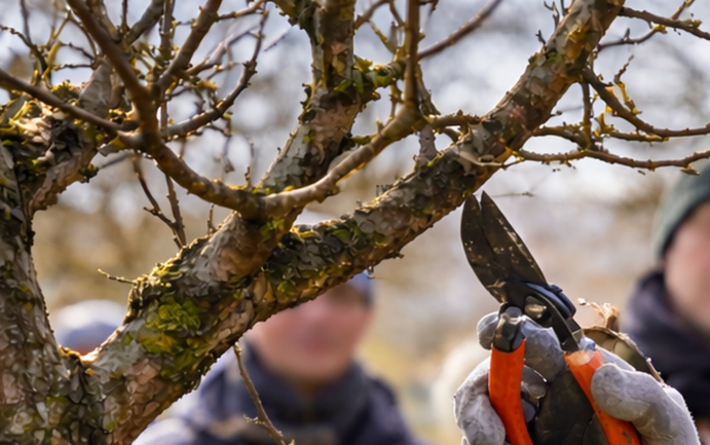 Baumschnittkurs in Sondernheim | Foto: Heike Schwitalla