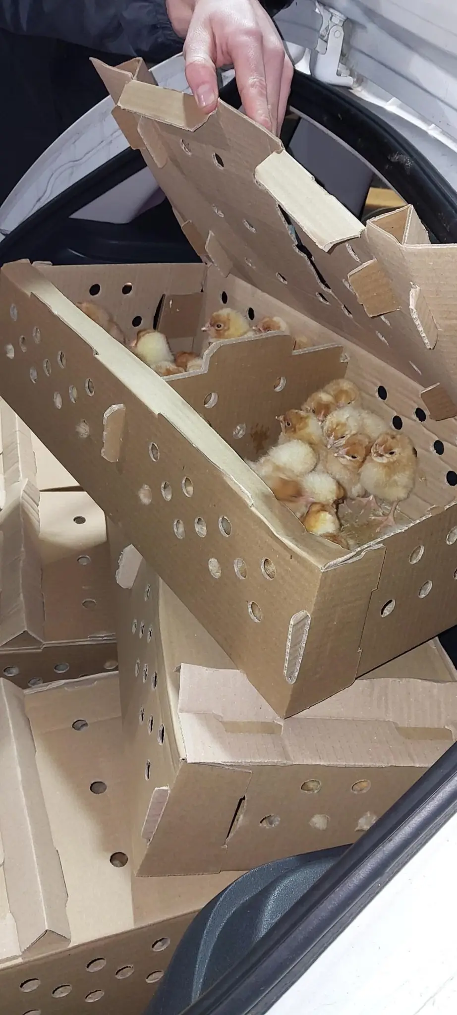 horror-tiertransport-an-grenz-bergang-aufgedeckt-ber-1-000-k-ken-im-kofferraum