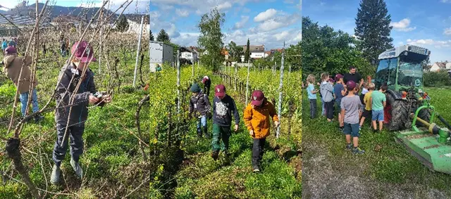 Winzerarbeit zum Mitmachen: Beim Kinder-Wingert in Diedesfeld begleiten Kinder ihre eigenen Reben durchs Jahr. | Foto: Kultur- und Weinbotschafter