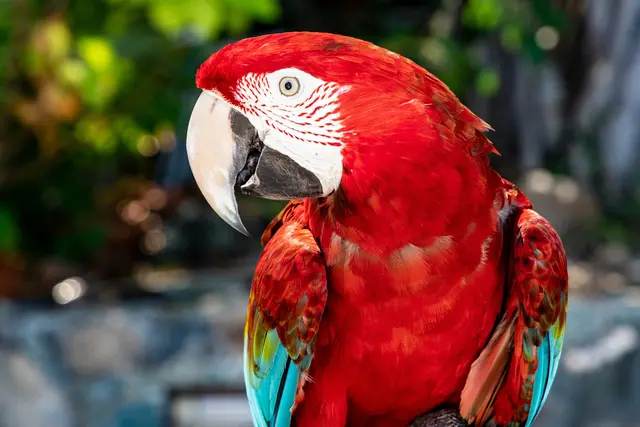 Ein Papagei war Auslöser der wahrgenommenen Rufe und Schreie | Foto: sean/AdobeStock_333020585