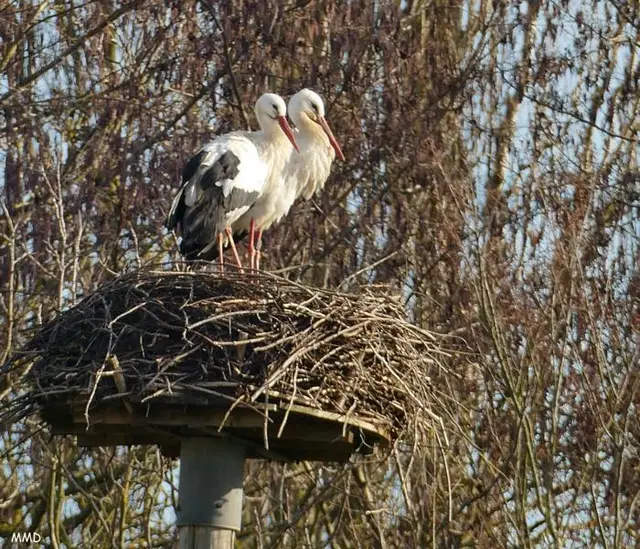Störche KA--Neureut | Foto: Marlene Deck