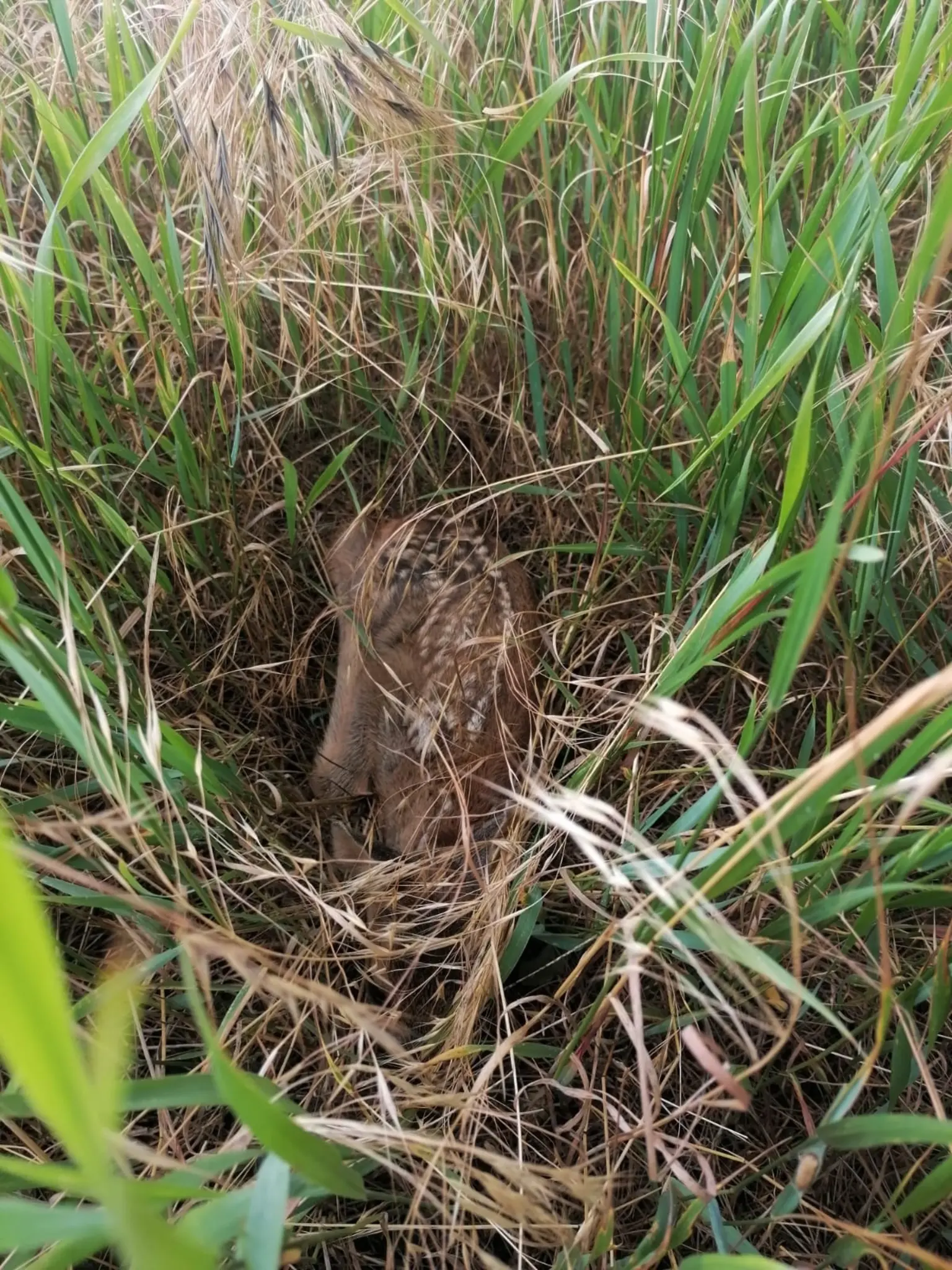 Natur-kriegt-Nachwuchs-R-cksicht-z-hlt-