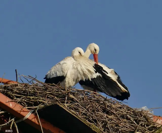 Störche KA-Neureut | Foto: Marlene Deck