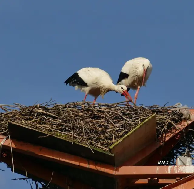Störche KA-Neureut | Foto: Marlene Deck