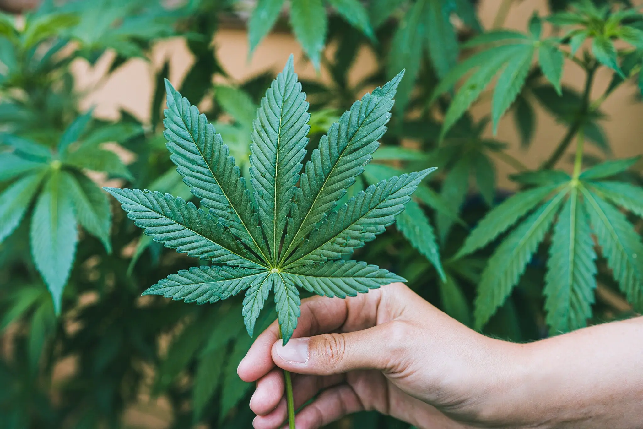 Drogenkonsum-auf-Kinderspielplatz-Marihuana-und-Messer-sichergestellt