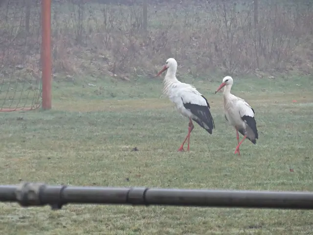 Die ersten Störche an der Wahagnieshalle | Foto: Brigitte Melder