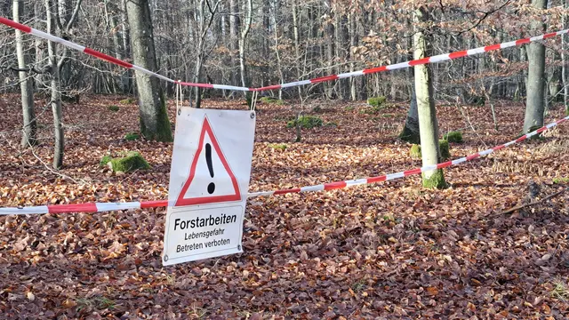 Im Waldgebiet Altwies müssen Spaziergänger in den kommenden Wochen mit Sperrungen rechnen | Foto: Monika Klein