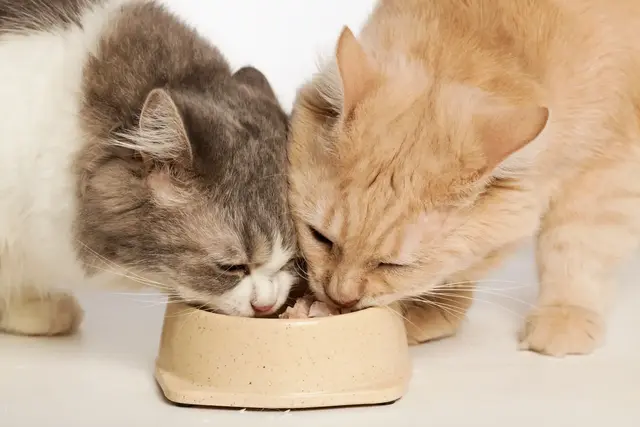 Bei den tot aufgefundenen Tieren handelte es sich um drei Hauskatzen | Foto: Kencana Studio/stock.adobe.com