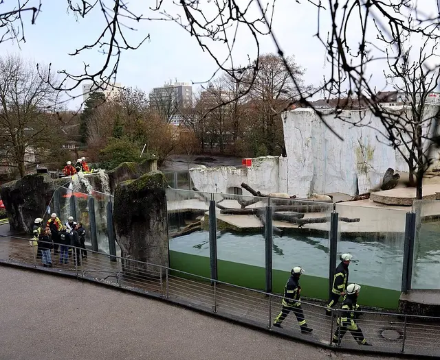 Über Schläuche leiten Einsatzkäfte der Feuerwehr Wasser in das Tiefbecken des Eisbärengeheges. Die Tiere konnten nach etwa einer halben Stunde aus eigener Kraft durch den gestiegenen Wasserpegel wieder an Land gehen | Foto: Stadt Karlsruhe, Zoologischer Stadtgarten, Timo Deible