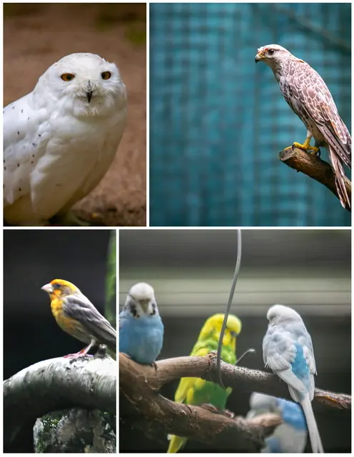 Impressionen aus dem Vogelpark Karlstern  | Foto: Wolfgang Neuberth