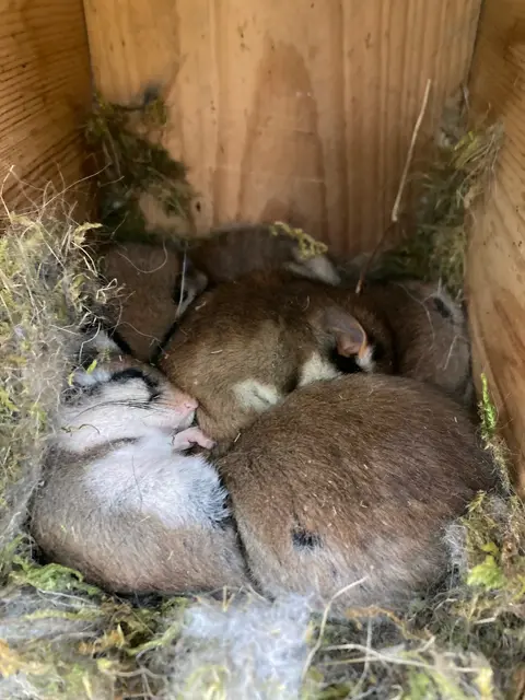 Ein ganzes Nest voller Gartenschläfer im Nistkasten.
 | Foto: Jürgen Schnepf