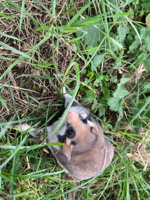 Gartenschläfer fiel bei Nistkastenreinigung aus dem Nest.

 | Foto: Jürgen Schnepf