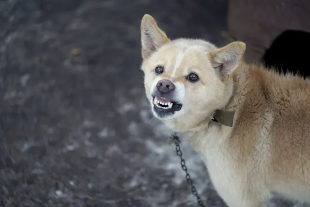 Foto: taraskobryn/stock.adobe.com