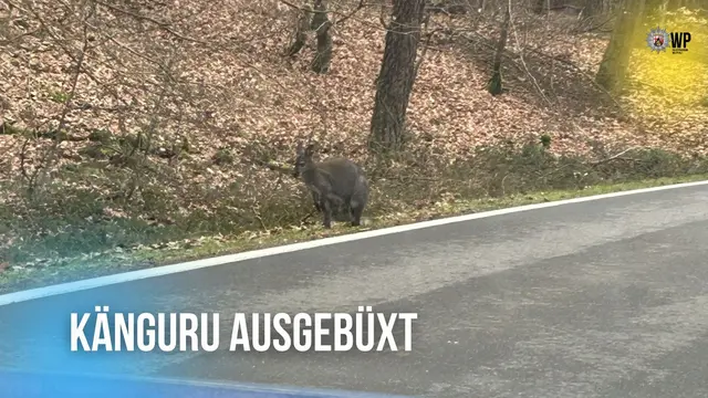 Mehrere Verkehrsteilnehmer meldeten ein Känguru auf der Hauptstraße | Foto: Polizeipräsidium Westpfalz