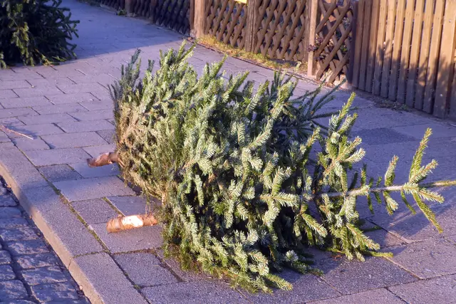 Weihnachtsbaum Symbolbild | Foto: Michael Rogner/stock.adobe.com