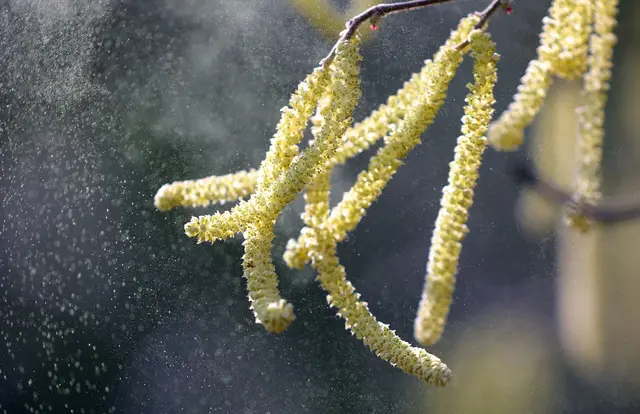 Erlen- und Haselpollen fliegen schon - Symbolbild | Foto: Wolfgang Kumm/dpa