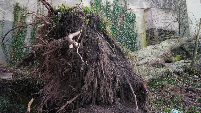 Die mächtige Rosskastanie war krank. Aggressive Pilze haben Stamm und Wurzel schwer geschädigt. Der 30 Meter lange Baum ist umgestürzt und wird am Dienstag aufwendig abtransportiert. | Foto: Foto: Stadt Pirmasens / Maximilian Zwick