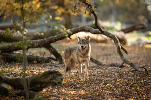 Runder Tisch Wolf: Neue Regeln, alte Konflikte – Rheinland-Pfalz sucht Lösungen | Foto: AB Photography/stock.adobe.com