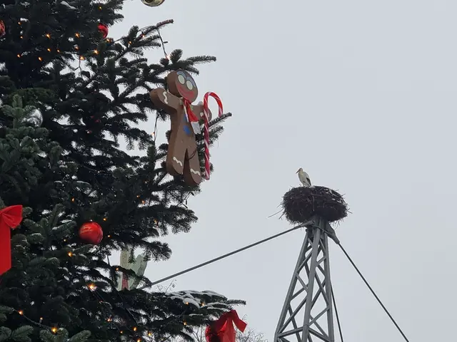 Storch im Herzogenriedpark zur Weihnachtszeit 2024 | Foto: BAS