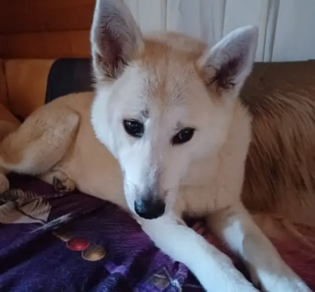 „Yuki“ wurde als einer der ersten Hunde aus der Gruppe vermittelt | Foto: privat/gratis