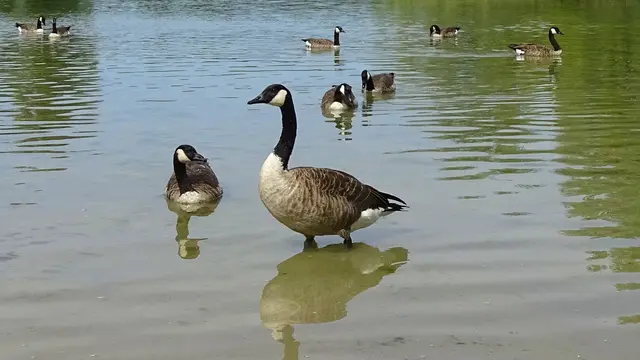 Kanadagänse zählen zu den im Vogelpark Haßloch betroffenen Wasservögeln. (Symbolbild) | Foto: Marlene Deck