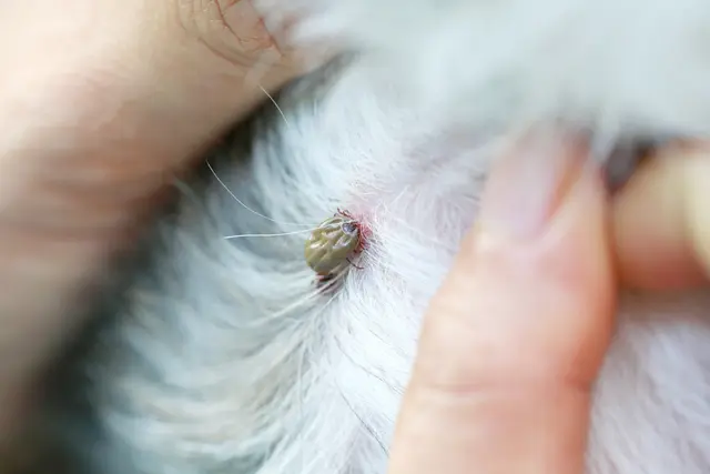 Hunde sollten täglich auf Zecken kontrolliert werden. Zecken stechen bevorzugt an Kopf, Ohren, Hals, Achseln, Bauch, Leisten und zwischen den Zehen. | Foto: Bundesverband für Tiergesundheit e.V., Fotograf: MeePoohyaphoto