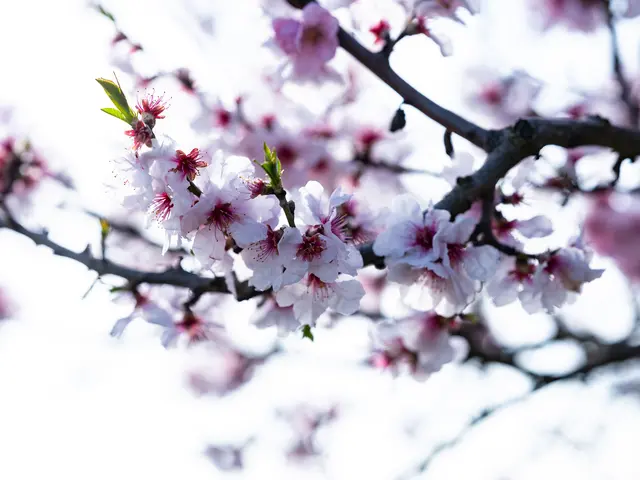 Mandelblüte in der Pfalz  | Foto: Pfalz Touristik e.V. 