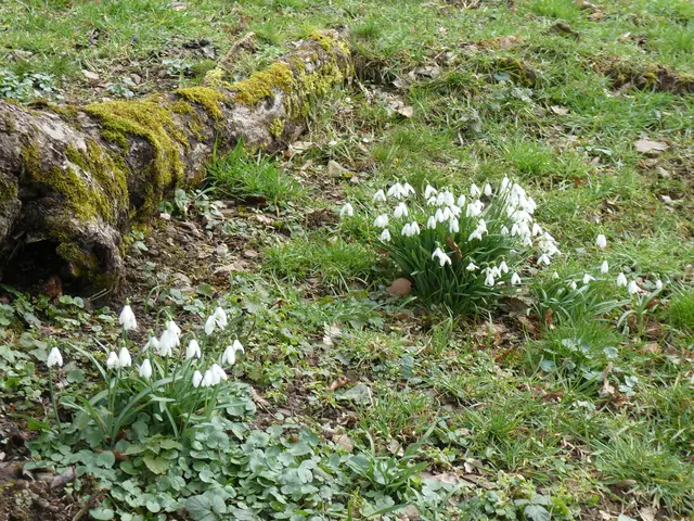Der Frühling steht vor der Tür  | Foto: Heinrich Schneider
