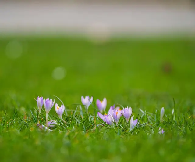 Mit den steigenden Temperaturen zeigen sich die ersten Krokusse - Symbolbild | Foto: Andreas Arnold/dpa